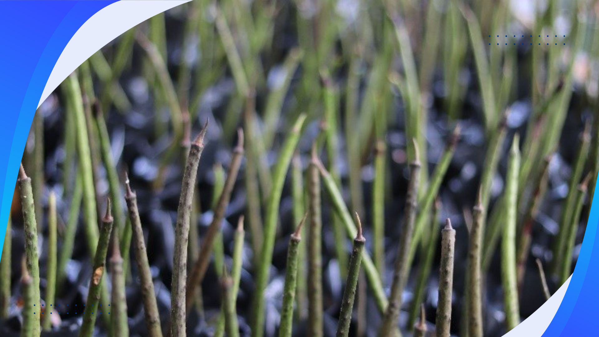 Mangrove Bagging for Coastal Restoration and Livelihood Support