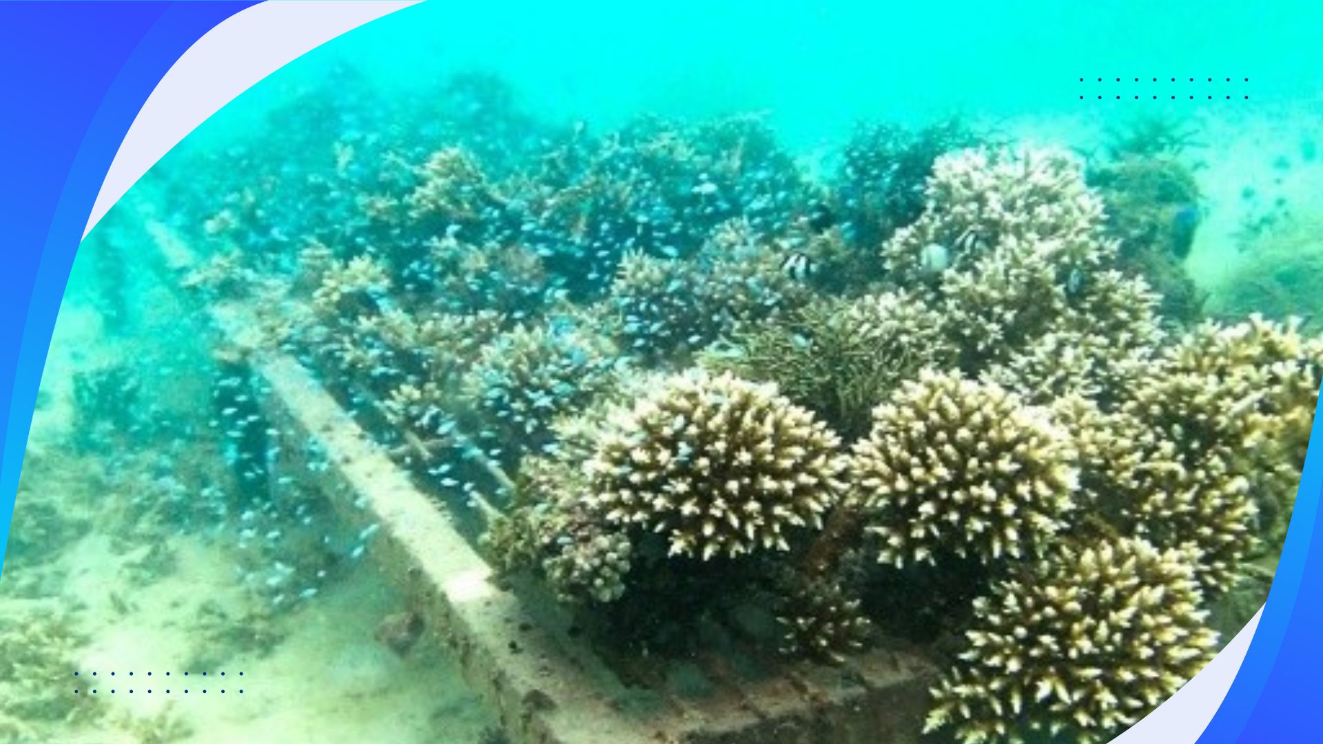 Coral Gardening Project: Restoring Reef Health and Marine Biodiversity