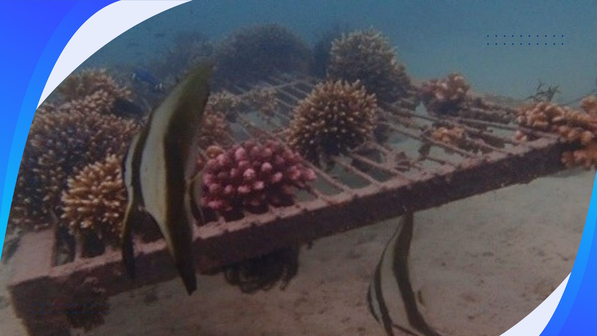 Coral Gardening Project: Restoring Reef Health and Marine Biodiversity